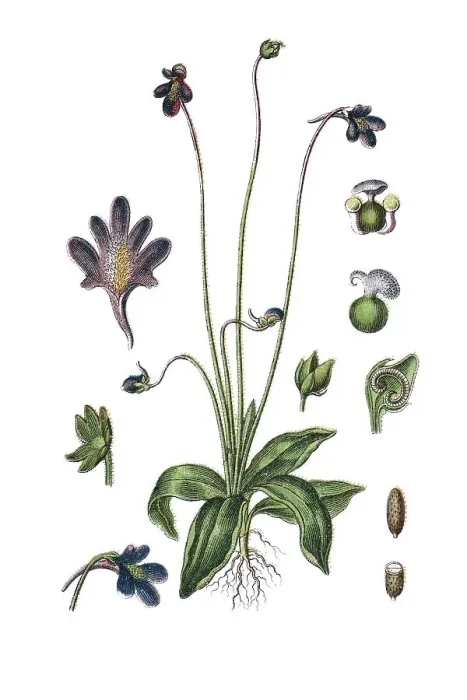 Framed Print : Common butterwort (Pinguicula vulgaris) Framed Print : Common butterwort (Pinguicula vulgaris)