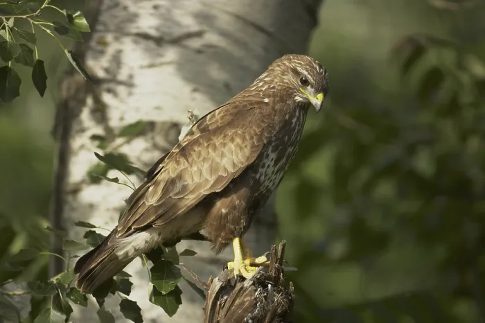 Framed Print : Common Buzzard (Buteo buteo), adult Framed Print : Common Buzzard (Buteo buteo), adult