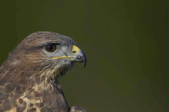 Framed Print : Common buzzard (Buteo buteo) adult bird head portrait