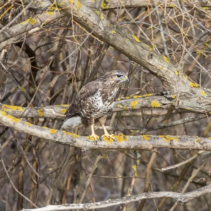 Framed Print : Common buzzard (Buteo buteo) Camouflage Framed Print : Common buzzard (Buteo buteo) Camouflage