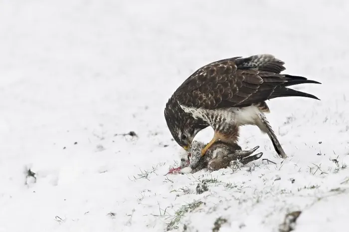 Framed Print : Common Buzzard (Buteo buteo) feeding on dead hare in the snow in winter Framed Print : Common Buzzard (Buteo buteo) feeding on dead hare in the snow in winter