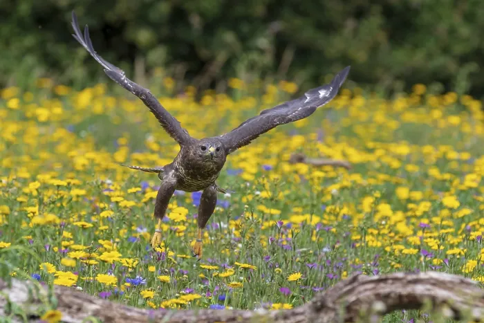 Framed Print : Common buzzard (Buteo buteo) in flight Framed Print : Common buzzard (Buteo buteo) in flight