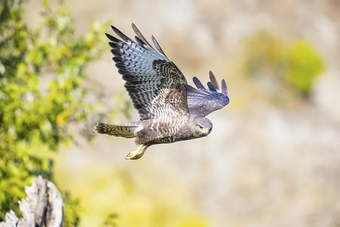 Framed Print : Common Buzzard (Buteo buteo) Germany