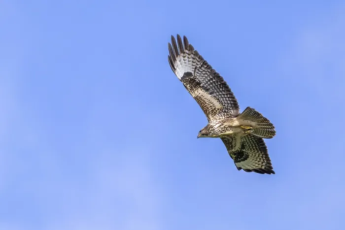 Framed Print : Common buzzard (Buteo buteo) juvenile in flight soaring against blue sky Framed Print : Common buzzard (Buteo buteo) juvenile in flight soaring against blue sky