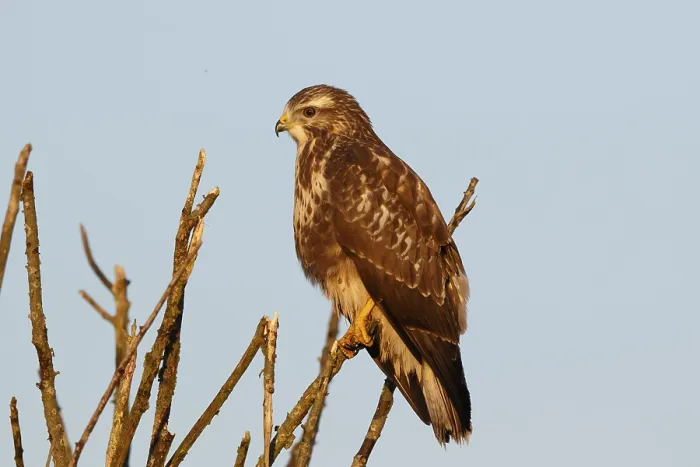 Framed Print : Common Buzzard (Buteo buteo) perched on a branch