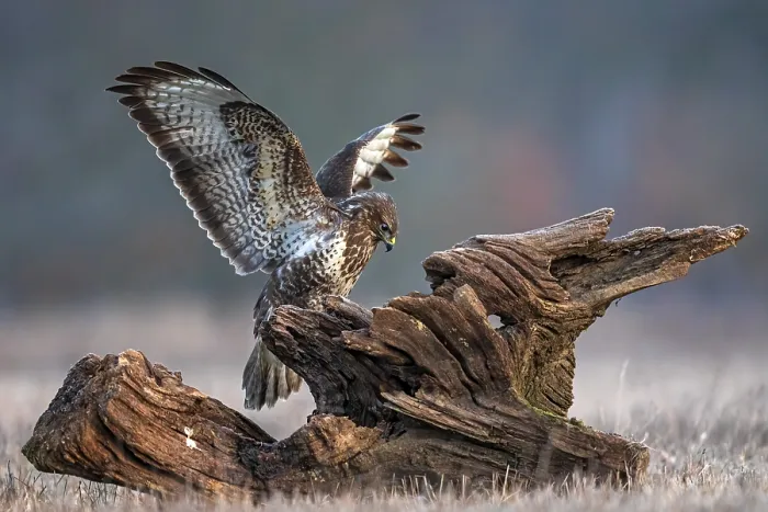 Framed Print : Common Buzzard (Buteo buteo) perched on a stump with spread wings