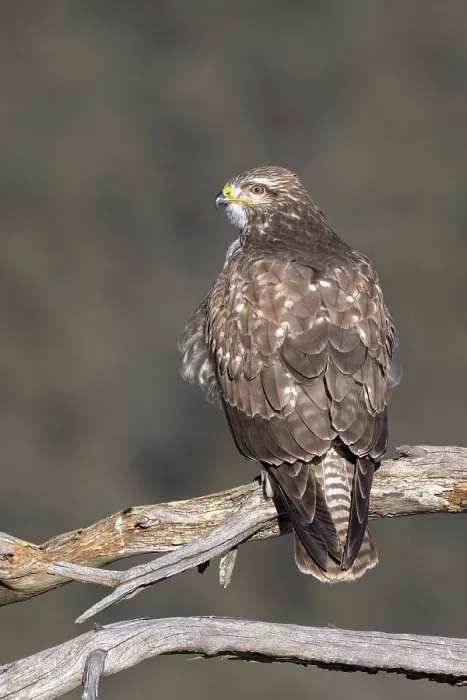 Framed Print : Common buzzard (Buteo buteo) sitting on a branch Framed Print : Common buzzard (Buteo buteo) sitting on a branch