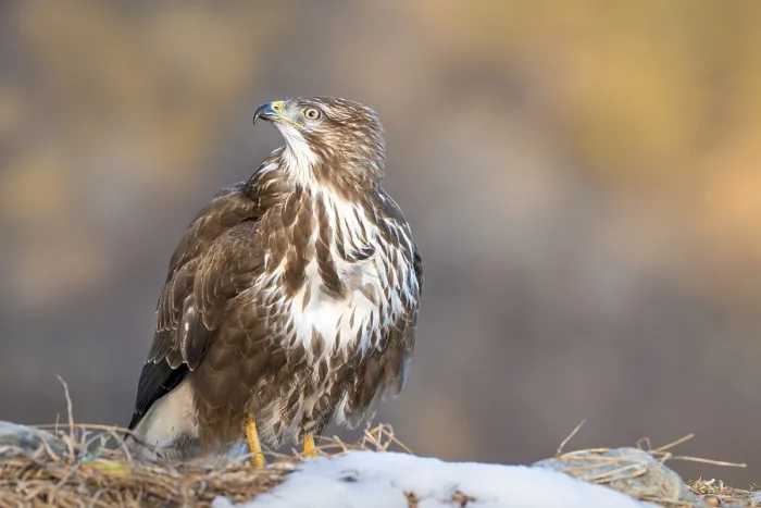 Framed Print : Common buzzard (Buteo buteo) sitting on the ground in winter