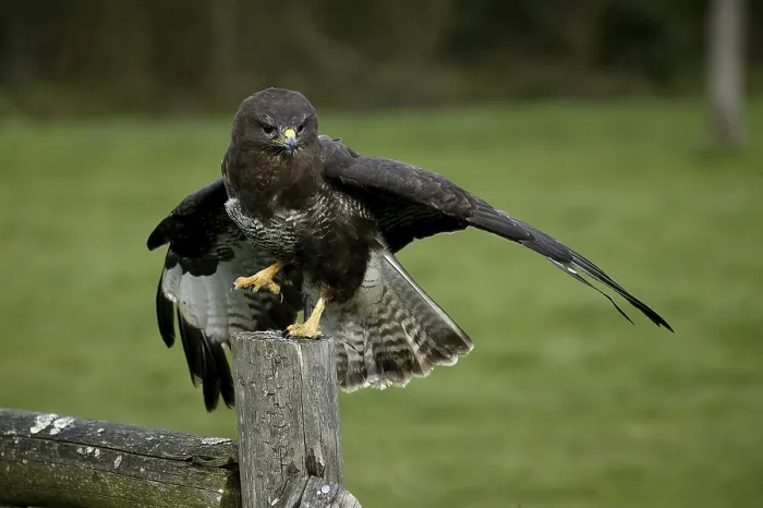 Framed Print : Common Buzzard (buteo buteo), Taking off Framed Print : Common Buzzard (buteo buteo), Taking off