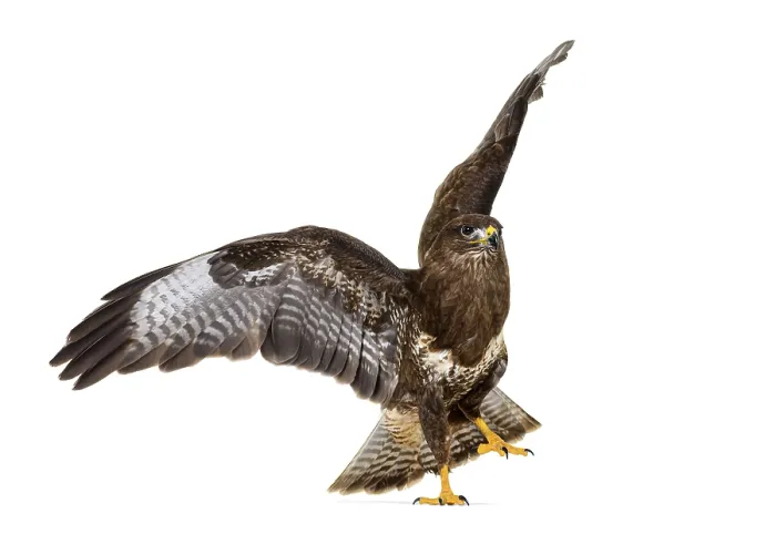 Framed Print : Common buzzard take off wings spread Framed Print : Common buzzard take off wings spread