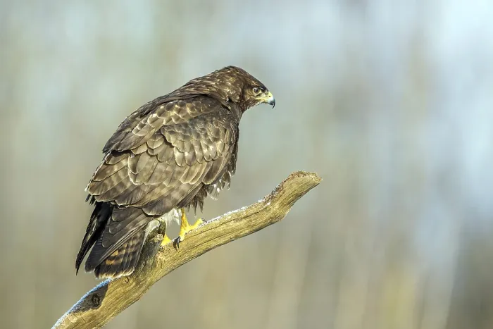 Framed Print : Common buzzard sitting room, (Buteo buteo)