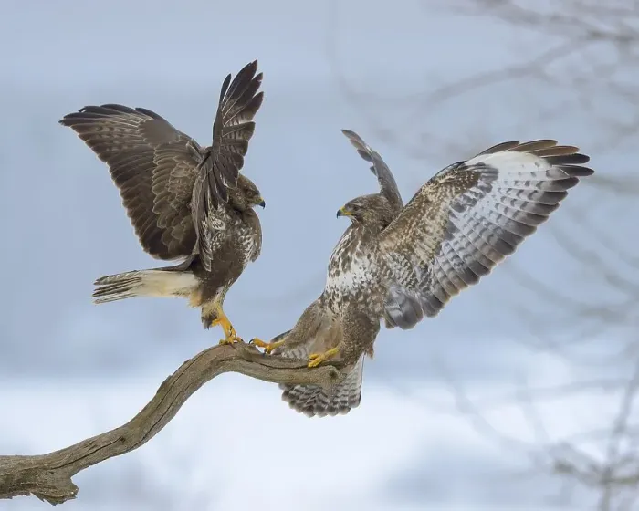 Framed Print : Common buzzards (Buteo buteo), quarrel over perch Framed Print : Common buzzards (Buteo buteo), quarrel over perch