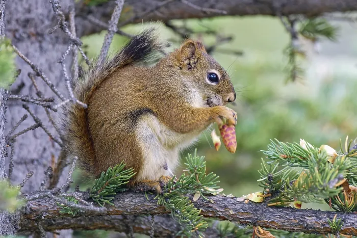 Framed Print : Common Canadian red squirrel (Tamiasciurus hudsonicus) sitting on a branch