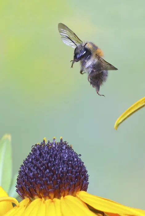 Framed Print : Common carder-bee (Bombus pascuorum)