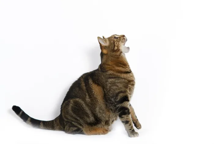 Framed Print : Common cat with open mouth isolated on a white background Framed Print : Common cat with open mouth isolated on a white background