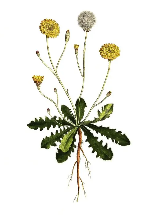 Framed Print : Common cat's ear (Hypochaeris radicata) Framed Print : Common cat's ear (Hypochaeris radicata)