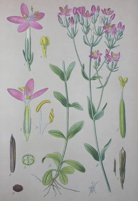 Framed Print : Common centaury (Centaurium erythraea)
