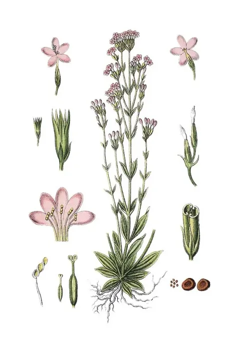 Framed Print : Common centaury and European centaury (Erythraea centaurium)