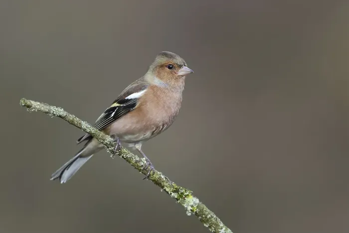 Framed Print : Common chaffinch (Fringilla coelebens) Framed Print : Common chaffinch (Fringilla coelebens)