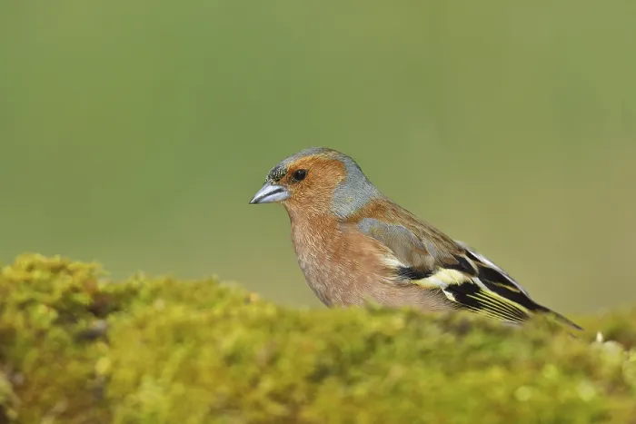 Framed Print : Common chaffinch (Fringilla coelebs)