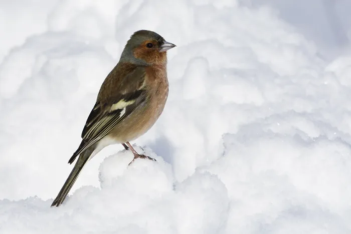 Framed Print : Common chaffinch (Fringilla coelebs) Framed Print : Common chaffinch (Fringilla coelebs)
