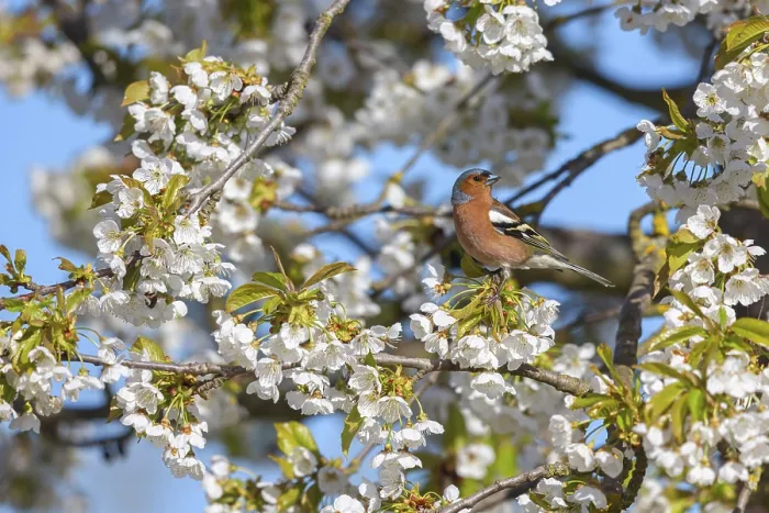 Framed Print : Common chaffinch (Fringilla coelebs) Framed Print : Common chaffinch (Fringilla coelebs)