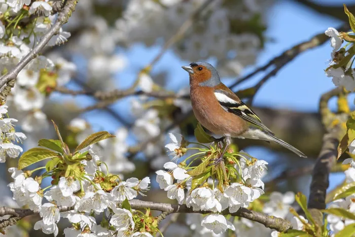 Framed Print : Common chaffinch (Fringilla coelebs)