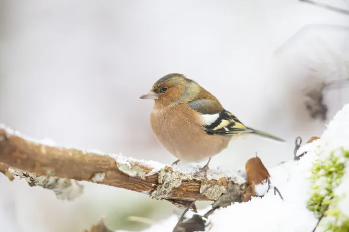 Framed Print : Common chaffinch (Fringilla coelebs) Germany