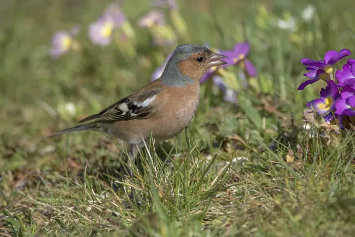 Framed Print : Common chaffinch (Fringilla coelebs) male foraging in spring meadow