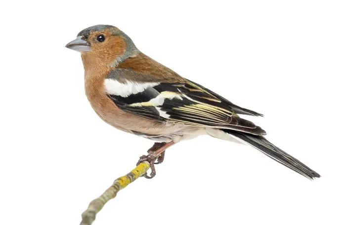Framed Print : Common Chaffinch perched on branch