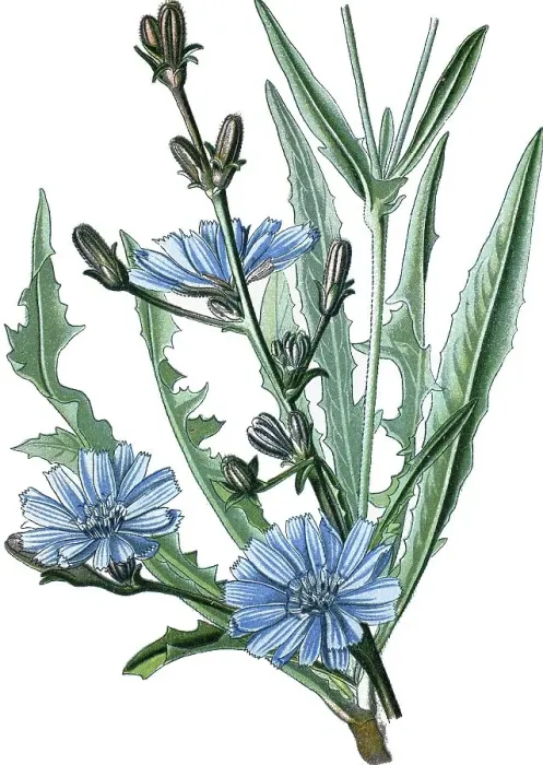 Framed Print : Common Chicory (Cichorium intybus) Framed Print : Common Chicory (Cichorium intybus)