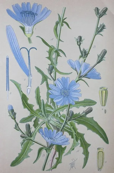 Framed Print : Common chicory (Cichorium intybus)