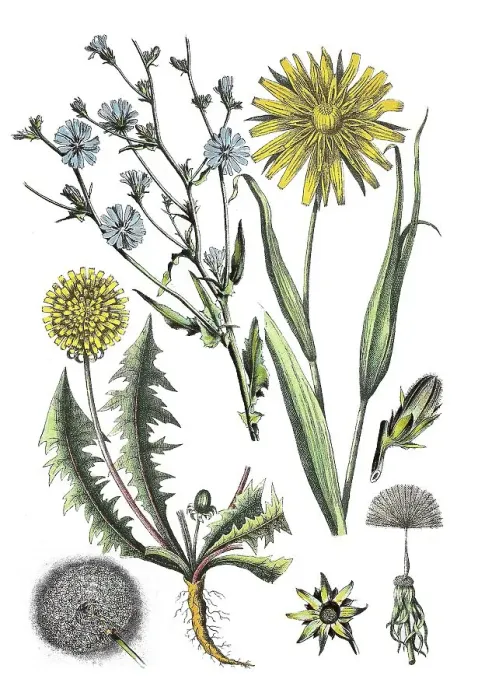 Framed Print : Common Chicory (Cichorium intybus) (top left)