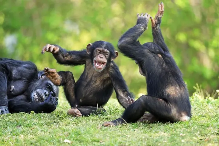 Framed Print : Common chimpanzee (Pan troglodytes) and young animals Framed Print : Common chimpanzee (Pan troglodytes) and young animals
