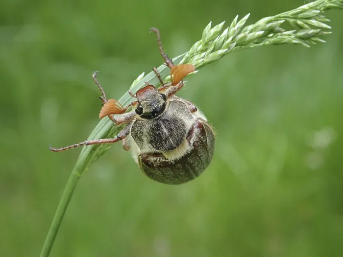 Framed Print : A common cockchafer (Melolontha melolontha) clinging to a blade of grass Framed Print : A common cockchafer (Melolontha melolontha) clinging to a blade of grass