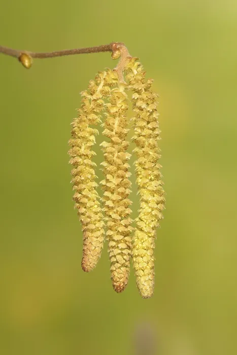 Framed Print : Common Common hazel (Corylus avellana)