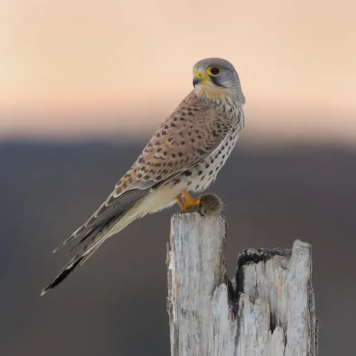 Framed Print : Common Common Kestrel (Falco tinnunculus) Framed Print : Common Common Kestrel (Falco tinnunculus)