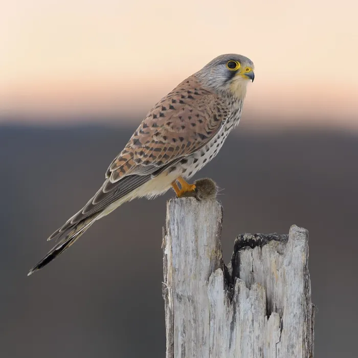 Framed Print : Common Common Kestrel (Falco tinnunculus)