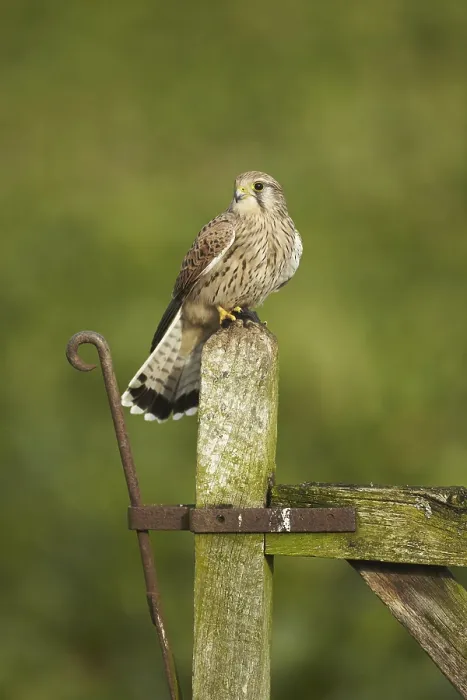 Framed Print : Common common kestrel (Falco tinnunculus)