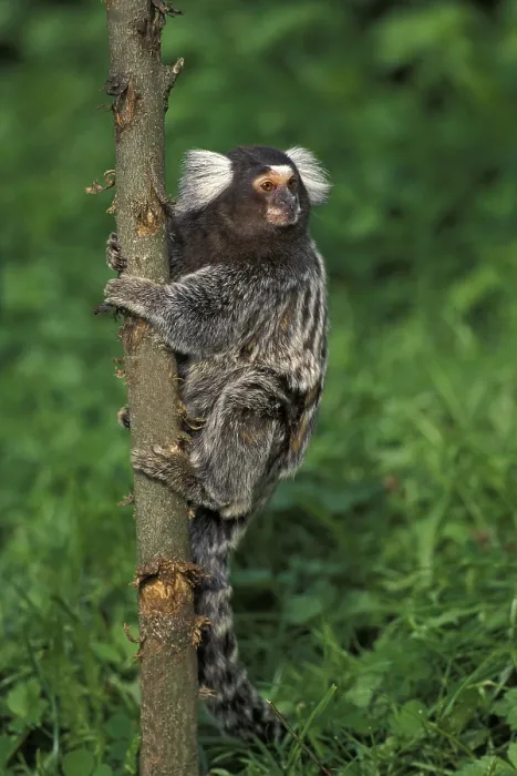 Framed Print : COMMON common marmoset (callithrix jacchus)