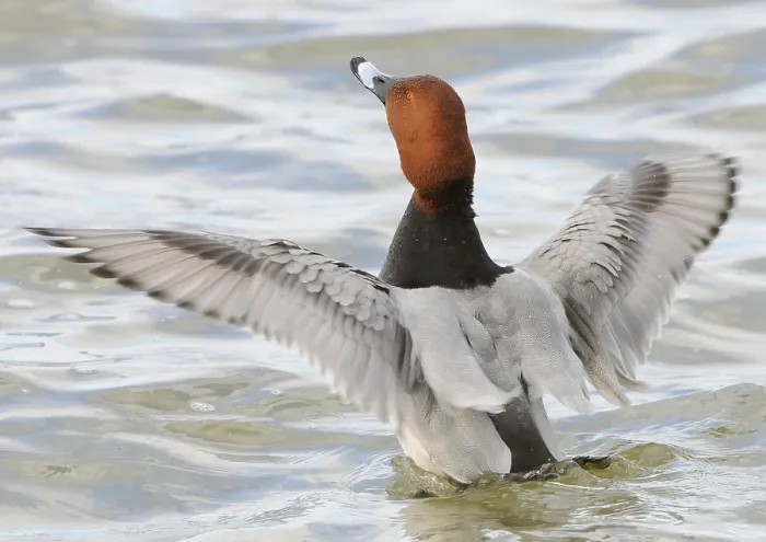 Framed Print : Common common pochard (Aythya ferina)