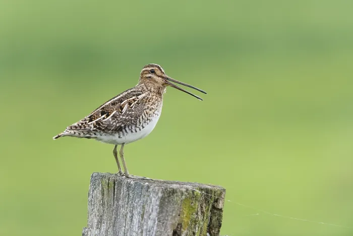 Framed Print : Common Common snipe (Gallinago gallinago) Framed Print : Common Common snipe (Gallinago gallinago)