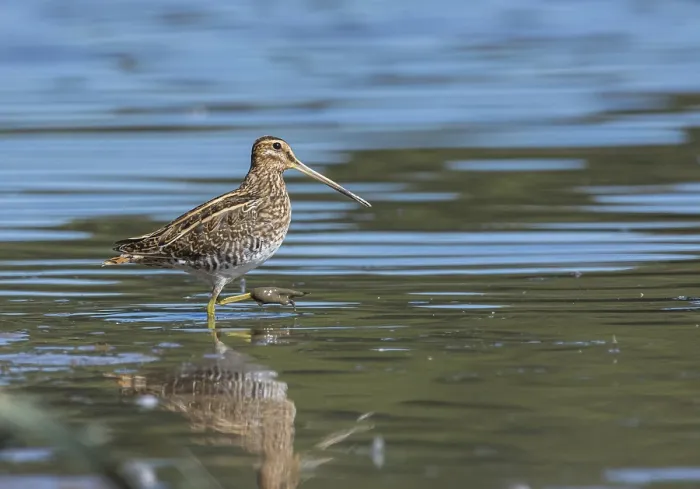 Framed Print : Common Common snipe (Gallinago gallinago)