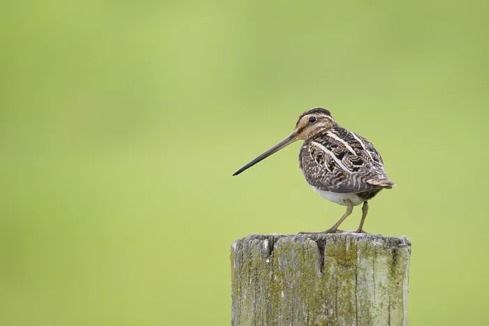 Framed Print : Common Common snipe (Gallinago gallinago)