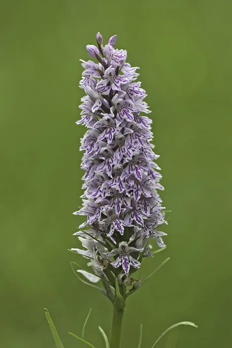 Framed Print : Common common spotted orchid (Dactylorhiza fuchsii)