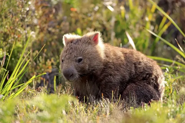 Framed Print : Common common wombat (Vombatus ursinus), Wilson Promontory National Park, Victoria, Australia, Oceania Framed Print : Common common wombat (Vombatus ursinus), Wilson Promontory National Park, Victoria, Australia, Oceania