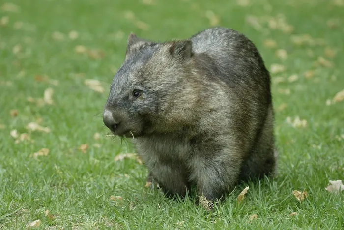 Framed Print : Common common wombat (Vombatus ursinus)