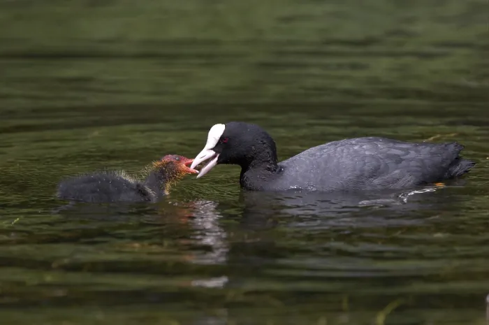 Framed Print : Common Coot (Fulica atra), adult feeding young