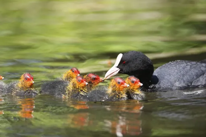Framed Print : Common coot (Fulica atra) feeding chicks