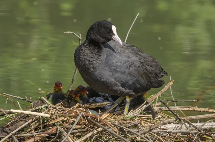 Framed Print : Common coot (Fulica atra) protecting its chicks on the nest